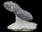 Drotops Trilobite With White Patina - Killer Specimen #69755-6